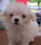 Snow White (Baby) - Poodle Dog