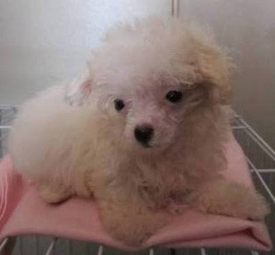 Snow White (Baby) - Poodle Dog