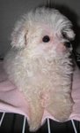 Snow White (Baby) - Poodle Dog