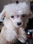 Snow White (Baby) - Poodle Dog