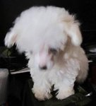 Snow White (Baby) - Poodle Dog