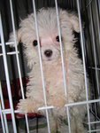 Snow White (Baby) - Poodle Dog