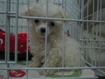 Snow White (Baby) - Poodle Dog