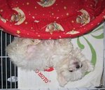 Snow White (Baby) - Poodle Dog