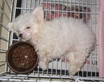 Snow White (Baby) - Poodle Dog