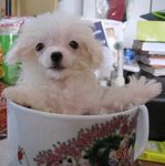 Snow White (Baby) - Poodle Dog