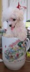 Snow White (Baby) - Poodle Dog