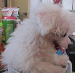 Snow White (Baby) - Poodle Dog