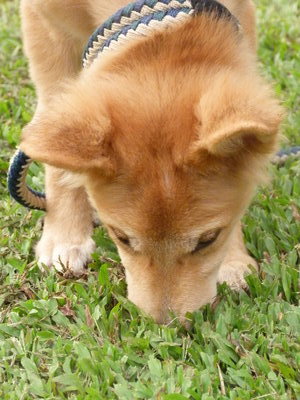 Captain Maru Chiok - Mixed Breed Dog