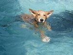 Swimming Sessions for Handicapped Pets