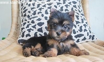 Austr. Silky Terrier Puppy With Mka - Silky Terrier Dog