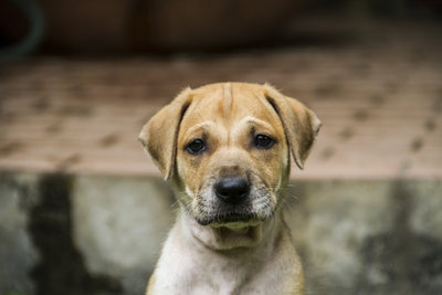 Pup  - Mixed Breed Dog