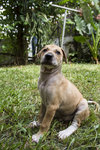 Pup  - Mixed Breed Dog