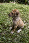 Pup  - Mixed Breed Dog