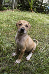 Pup  - Mixed Breed Dog