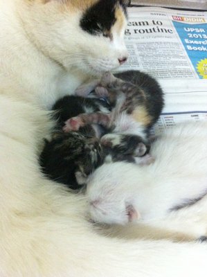 Gendut And The Babies - Domestic Medium Hair Cat