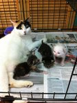 Gendut And The Babies - Domestic Medium Hair Cat