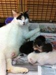 Gendut And The Babies - Domestic Medium Hair Cat