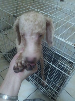 Little Angel (Special Case) - Poodle Dog