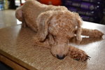 Little Angel (Special Case) - Poodle Dog