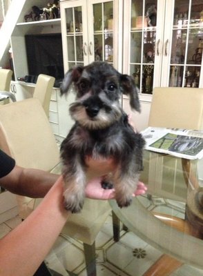 Miniature Schnauzer Salt And Pepper - Schnauzer Dog