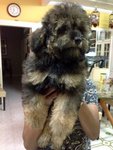 Black And Tan Toy Poodle For Sale   - Poodle Dog