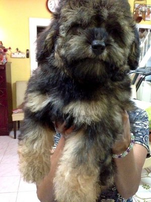 Black And Tan Toy Poodle For Sale   - Poodle Dog
