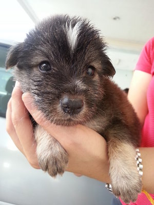 Brownie Pie - Mixed Breed Dog