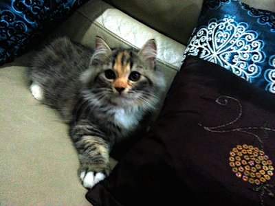 Ofi (Princess) - Maine Coon + Persian Cat