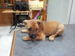 Cherish - Mixed Breed Dog