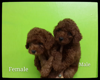 Tiny  Super Red Poodle  - Poodle Dog