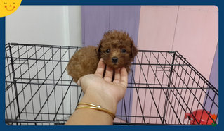 Tiny  Super Red Poodle  - Poodle Dog