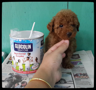 Tiny  Super Red Poodle  - Poodle Dog