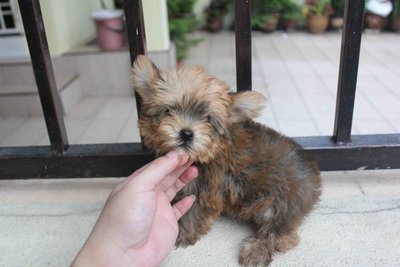 T-cup Full Gold Yorkshire Terrier - Yorkshire Terrier Yorkie Dog