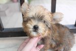 T-cup Full Gold Yorkshire Terrier - Yorkshire Terrier Yorkie Dog