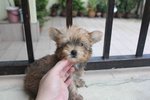 T-cup Full Gold Yorkshire Terrier - Yorkshire Terrier Yorkie Dog