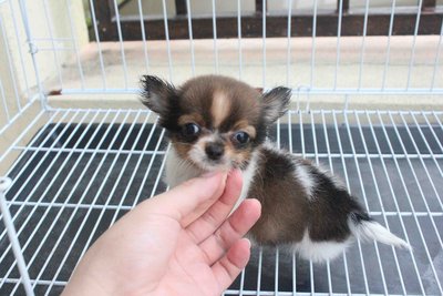 T-cup Quality Chihuahua Puppy - Chihuahua Dog