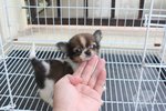 T-cup Quality Chihuahua Puppy - Chihuahua Dog