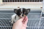 T-cup Quality Chihuahua Puppy - Chihuahua Dog