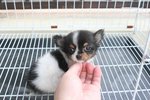 T-cup Quality Chihuahua Puppy - Chihuahua Dog