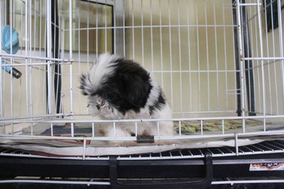 T-cup Shih Tzu Puppy With Mka Cert - Shih Tzu Dog