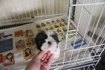 T-cup Shih Tzu Puppy With Mka Cert - Shih Tzu Dog