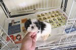 T-cup Shih Tzu Puppy With Mka Cert - Shih Tzu Dog