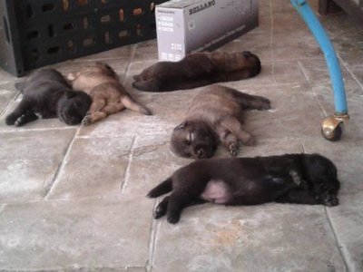 Newborn Mixed Breed Pups (2 Week) - Mixed Breed Dog