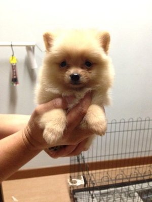 Teacup Cream Pomeranian With Mka - Pomeranian Dog