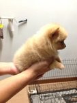 Teacup Cream Pomeranian With Mka - Pomeranian Dog