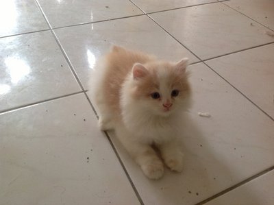 No Name - Ragdoll + Persian Cat