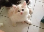 Geng( Because Twin) - Ragdoll + Persian Cat