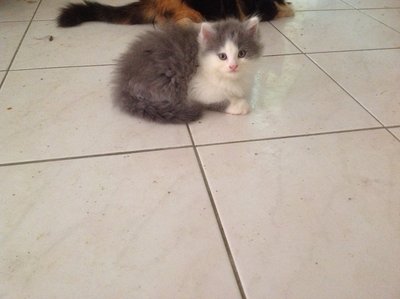 Bubu(Twin Bobo) - Ragdoll + Persian Cat