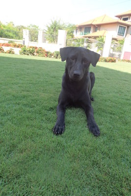 Bb (Black Beauty) - Labrador Retriever Mix Dog